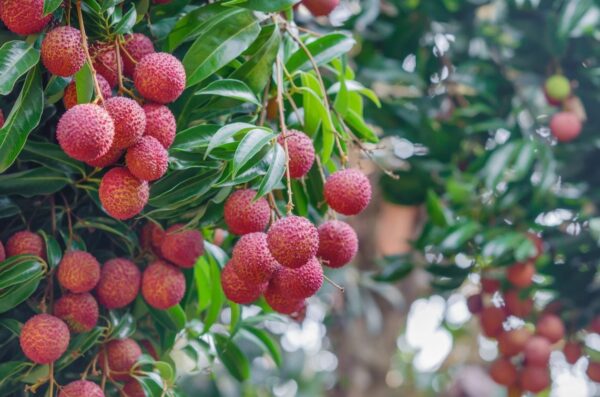 Bombay Lychee 400 Hundred