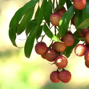 Bedana Lychee 200 Hundred