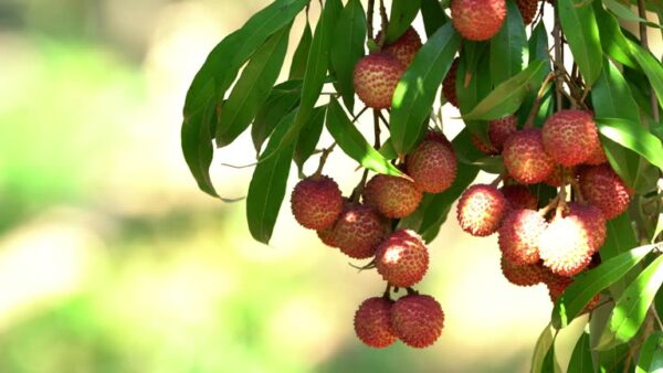 Bedana Lychee 400 Hundred