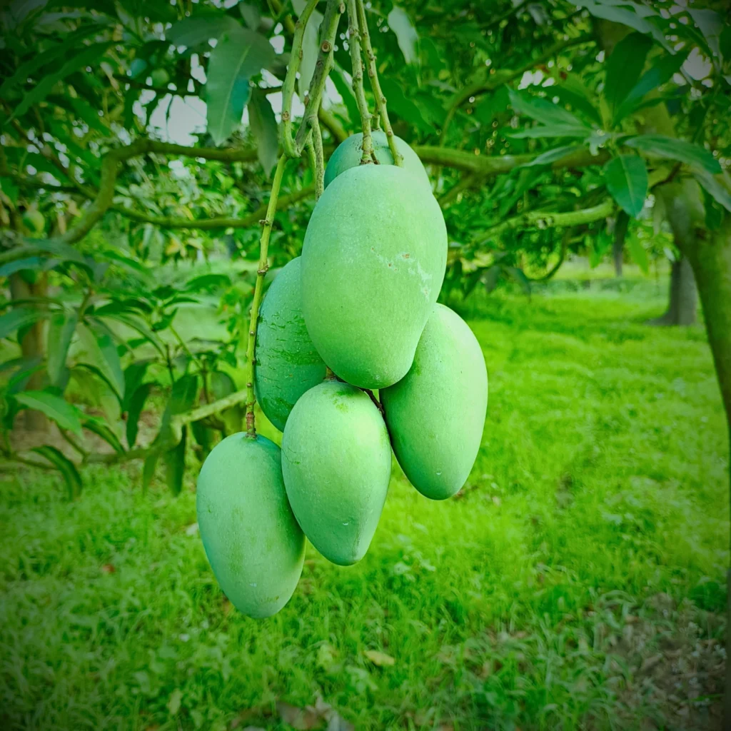 Amrapali Mango Image collection in Foljhuri.com