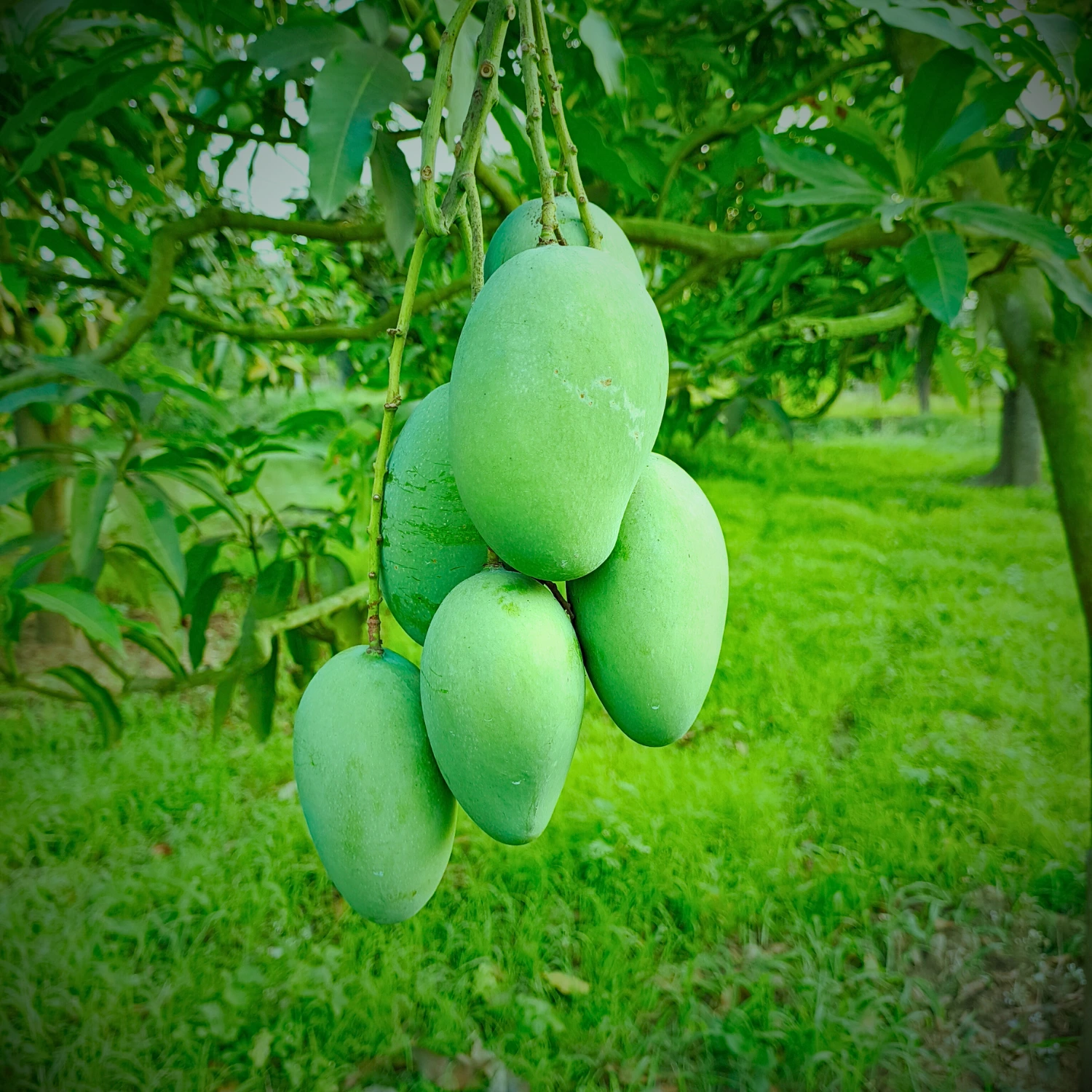 Amrapali Mango Image collection in Foljhuri.com