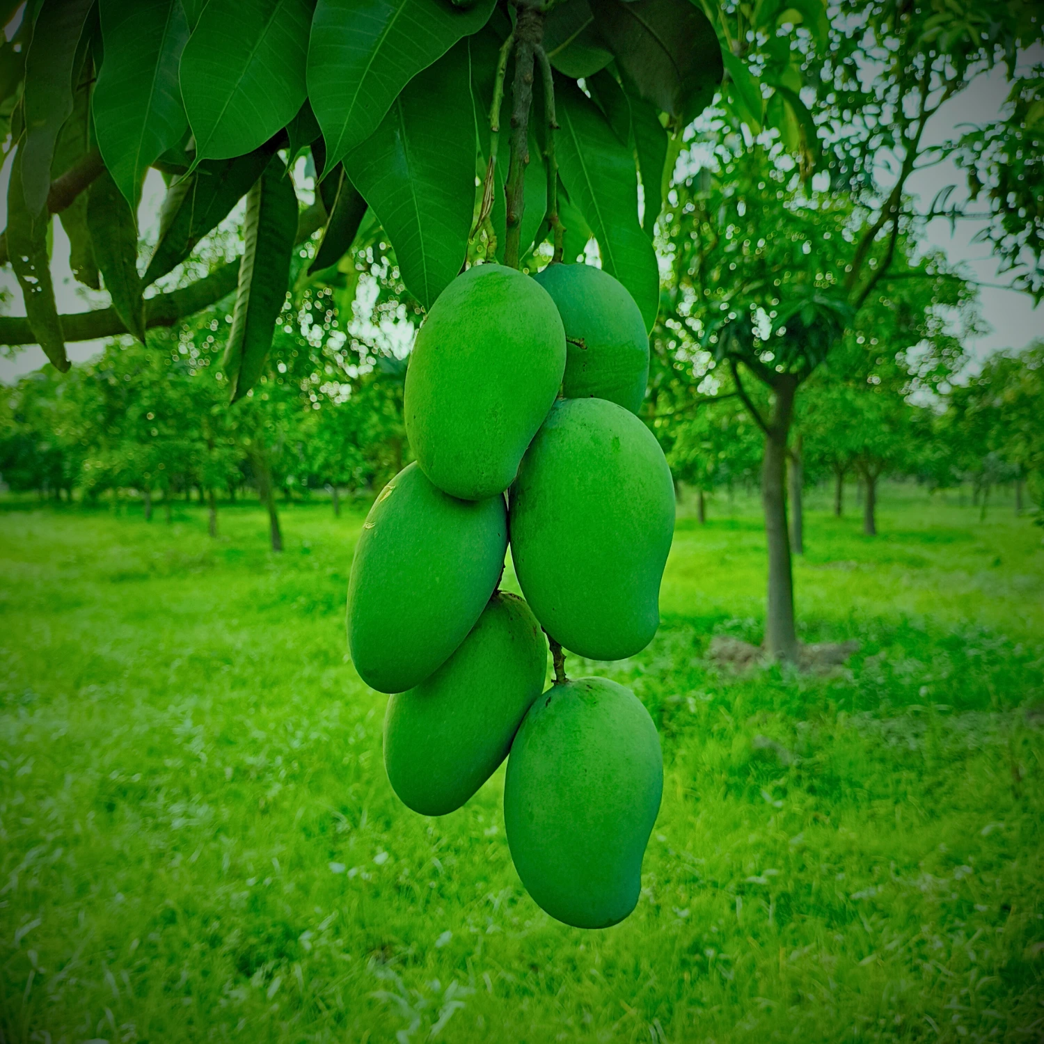Amrapali Mango Image collection in Foljhuri.com
