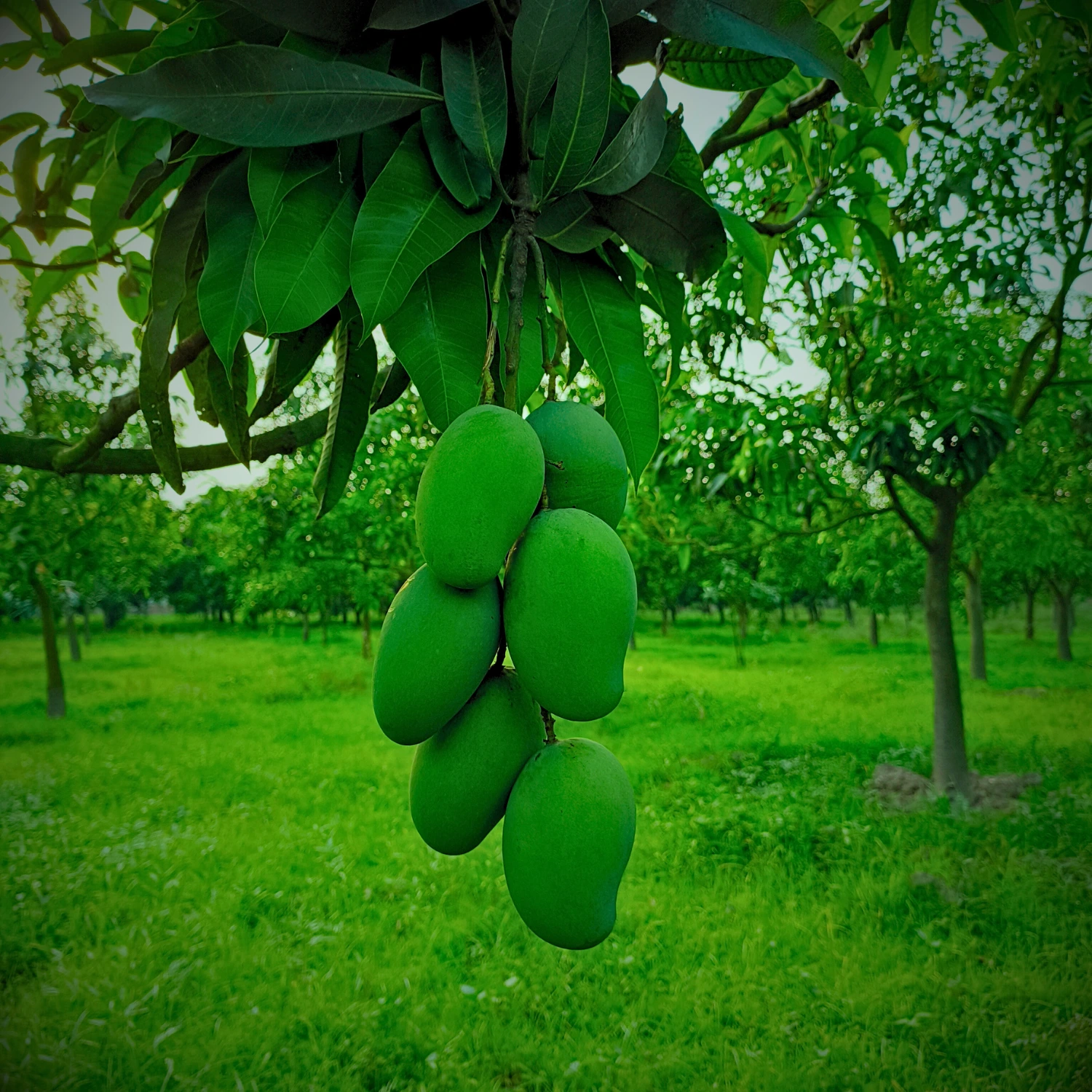 Amrapali Mango Image collection in Foljhuri.com