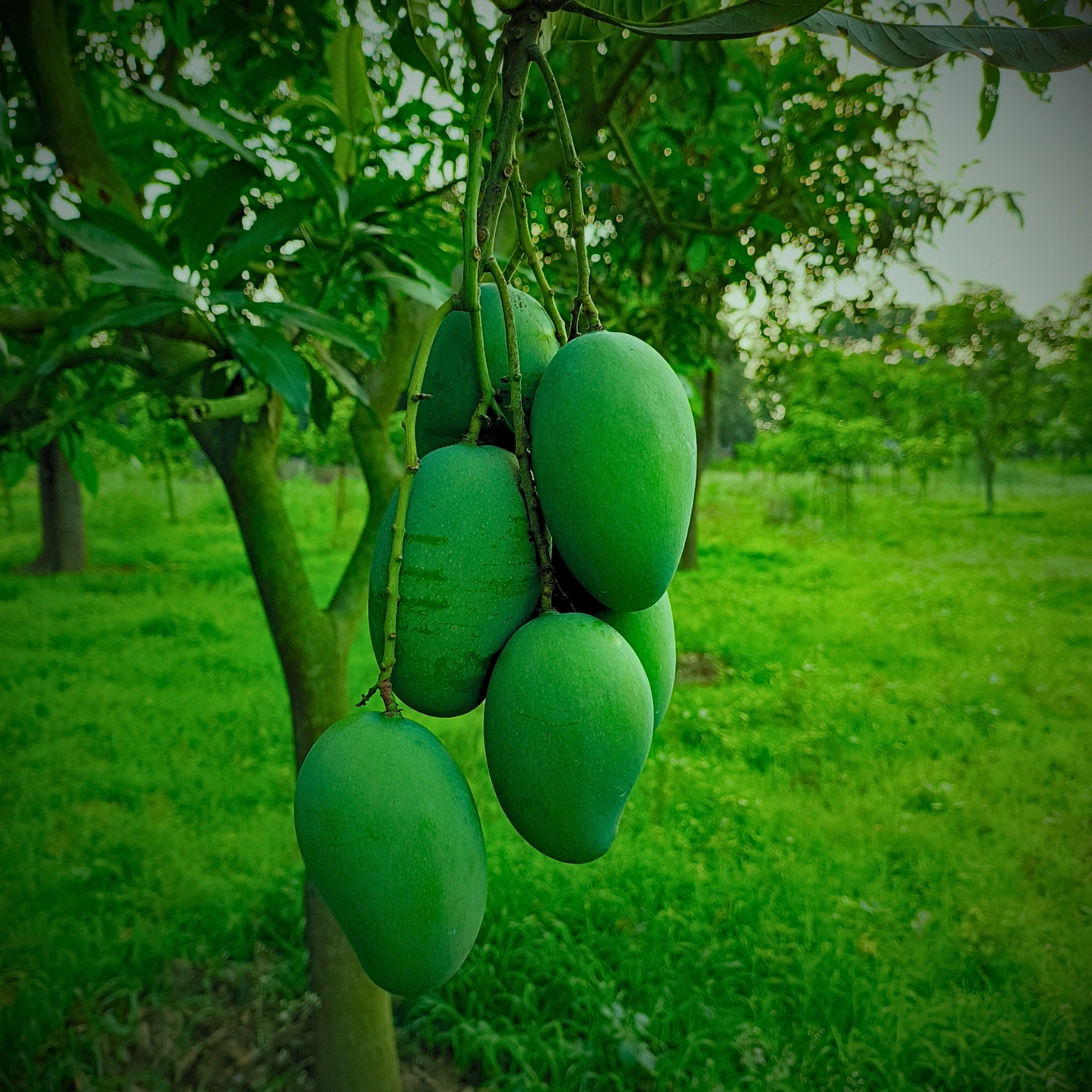 Amrapali Mango Image collection in Foljhuri.com
