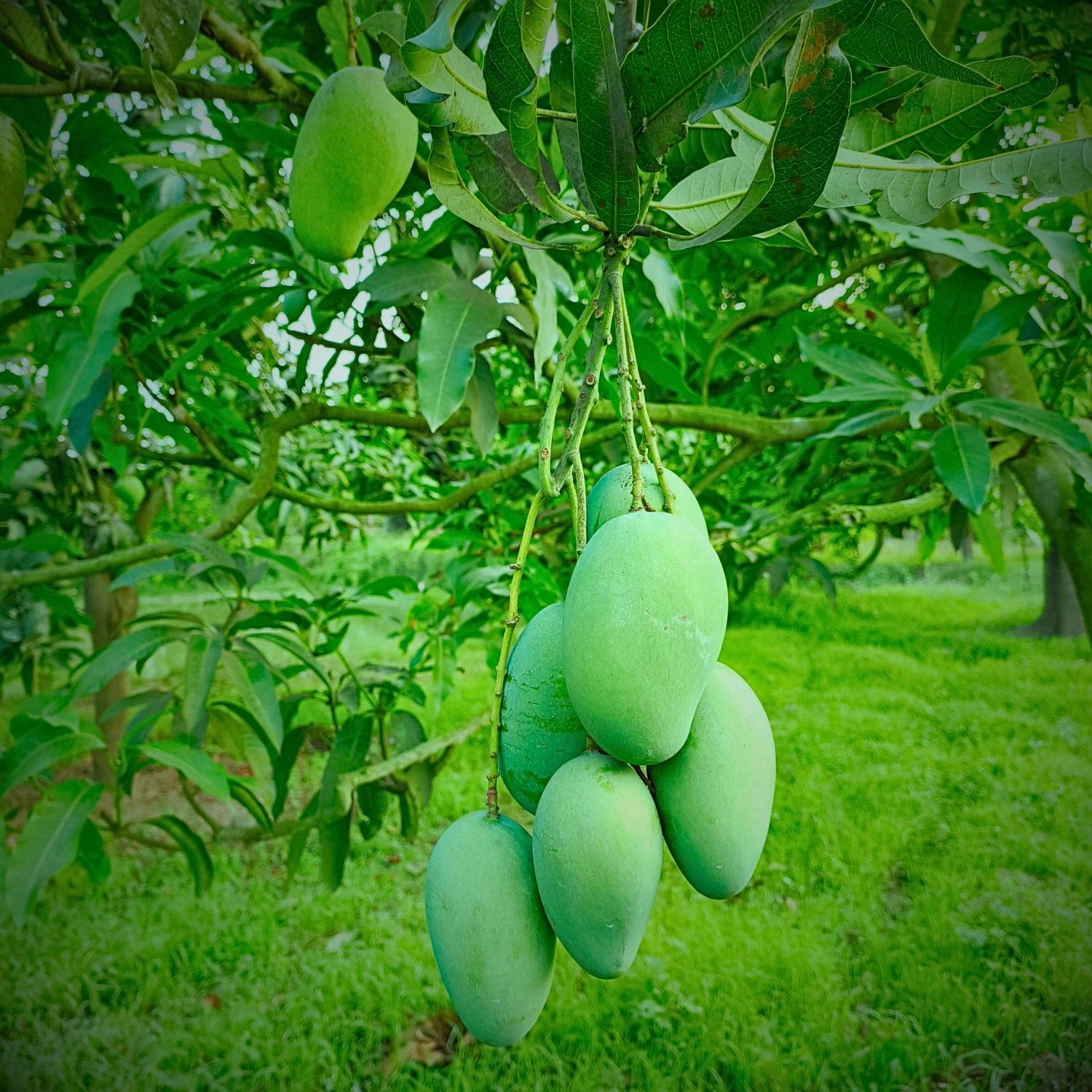 Amrapali Mango Image collection in Foljhuri.com