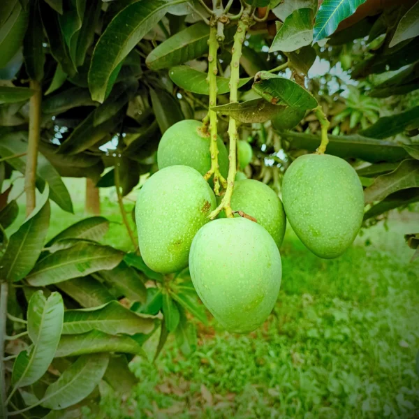 Gopalbhog Mango Image collection in Foljhuri.com