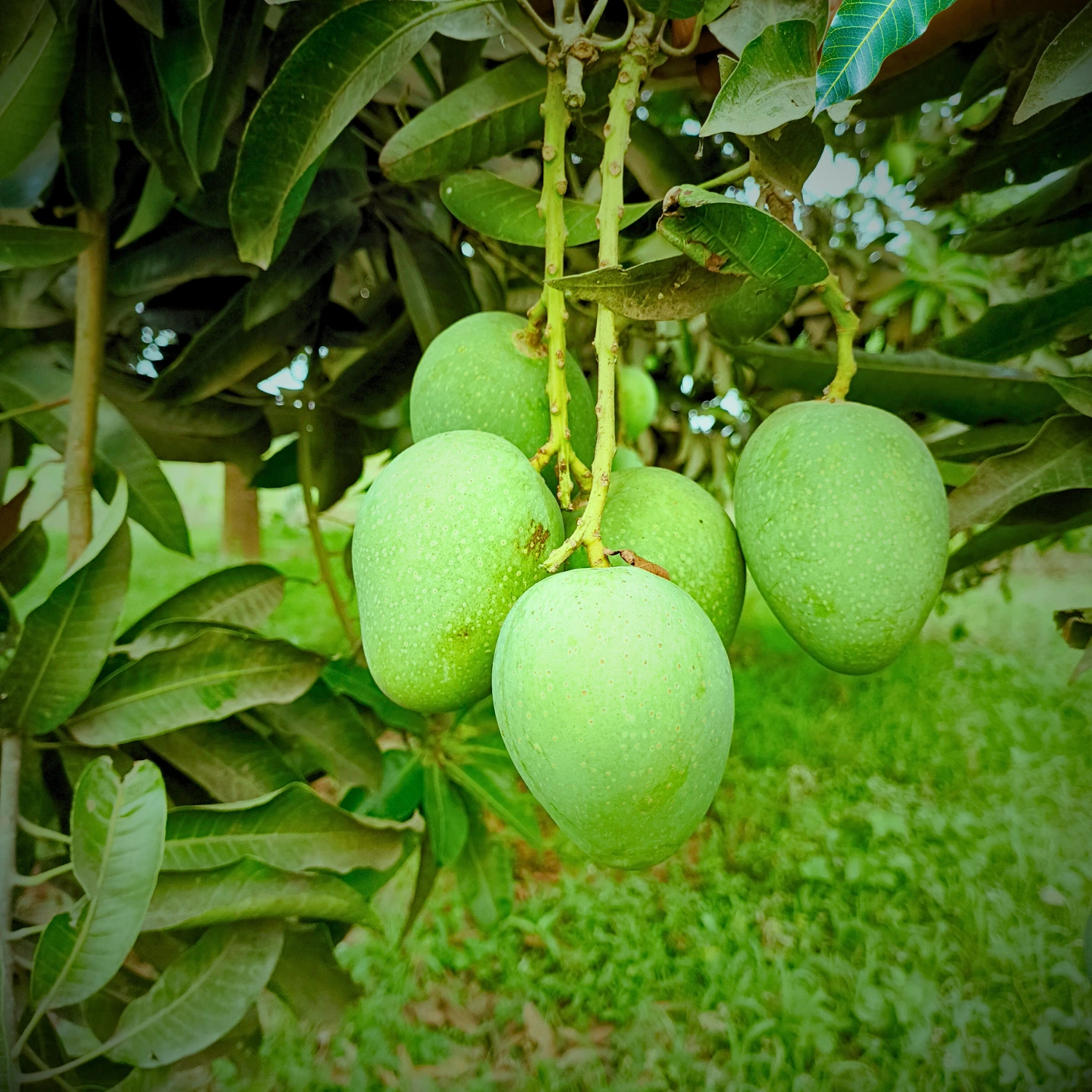Gopalbhog Mango Image collection in Foljhuri.com