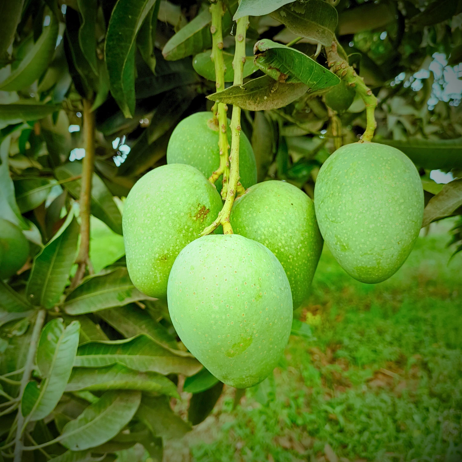 Gopalbhog Mango Image collection in Foljhuri.com