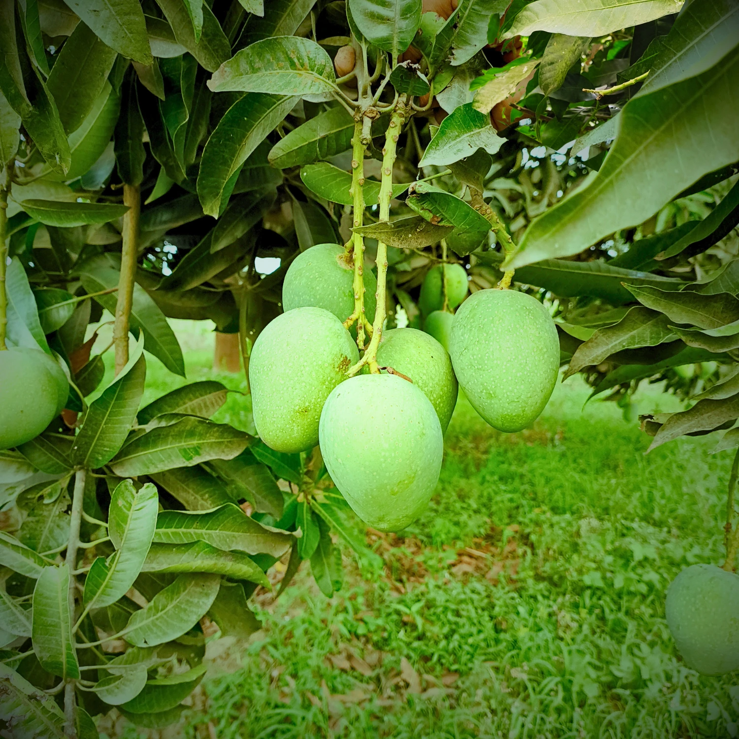 Gopalbhog Mango Image collection in Foljhuri.com