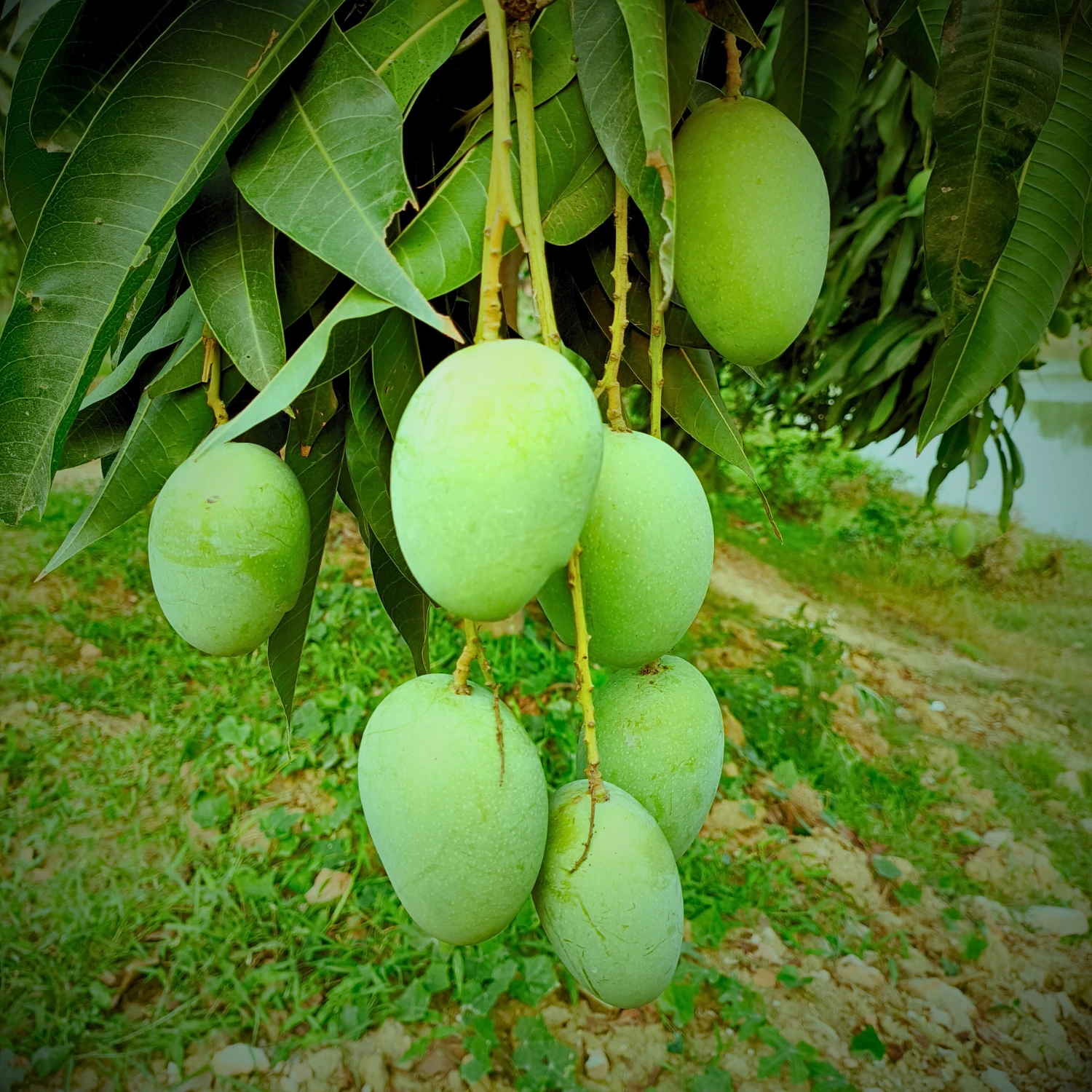 Gopalbhog Mango Image collection in Foljhuri.com