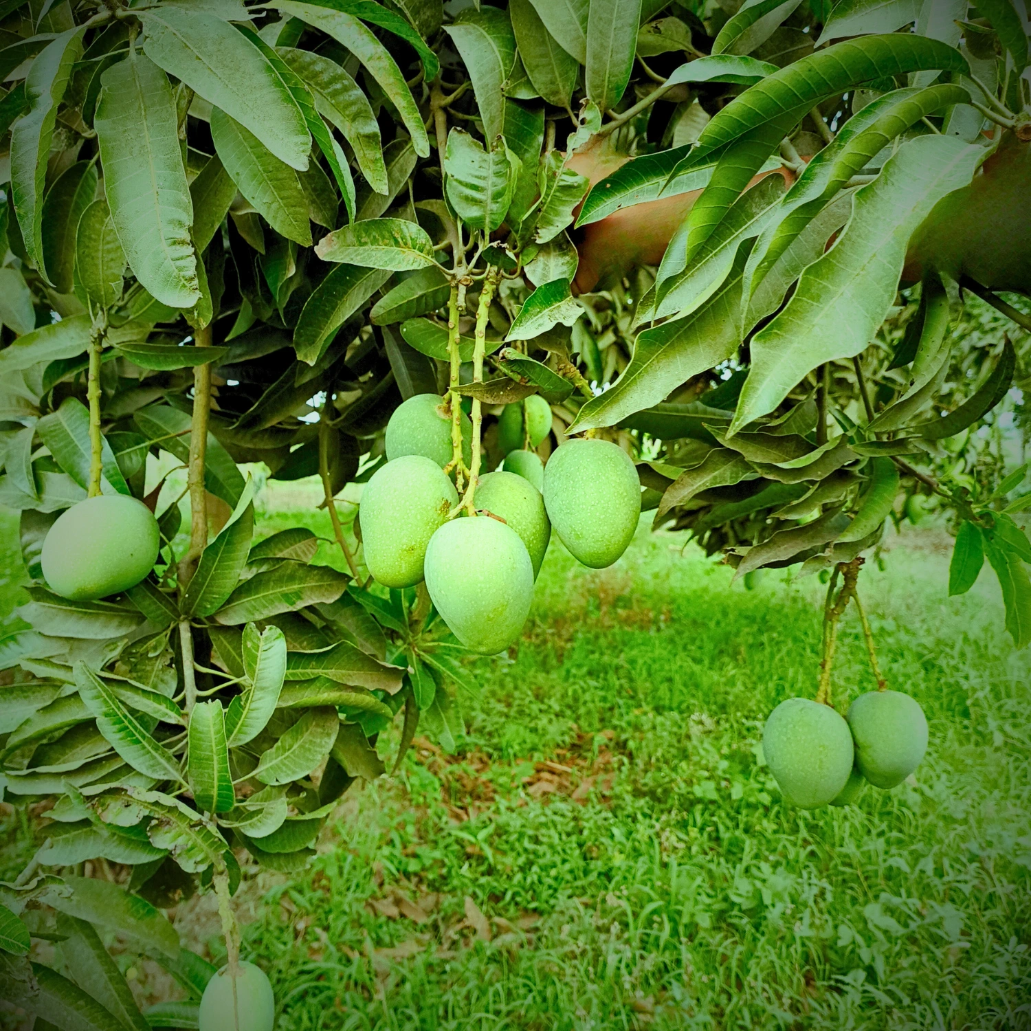 Gopalbhog Mango Image collection in Foljhuri.com