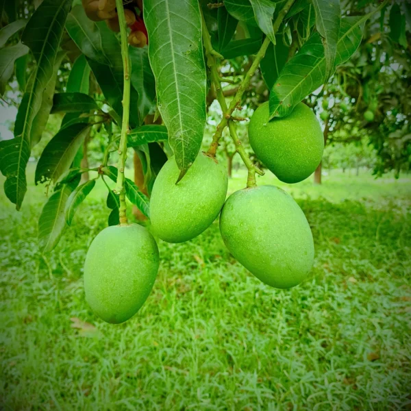 Himsagar Mango 20KG - Image 3