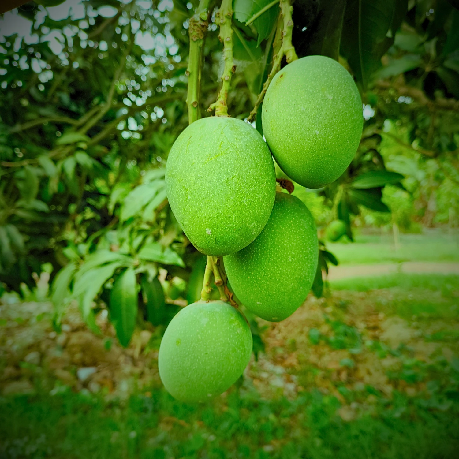 Himsagar Mango Product Image