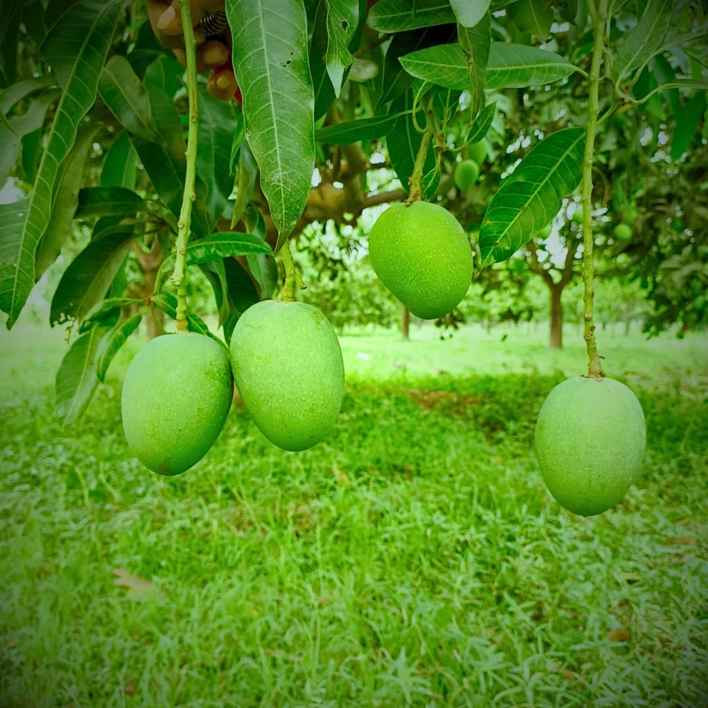 Himsagar Mango Product Image