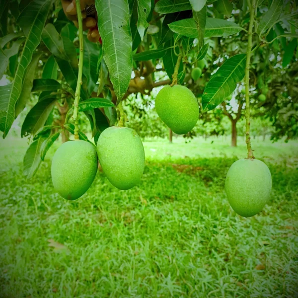 Himsagar Mango Product Image