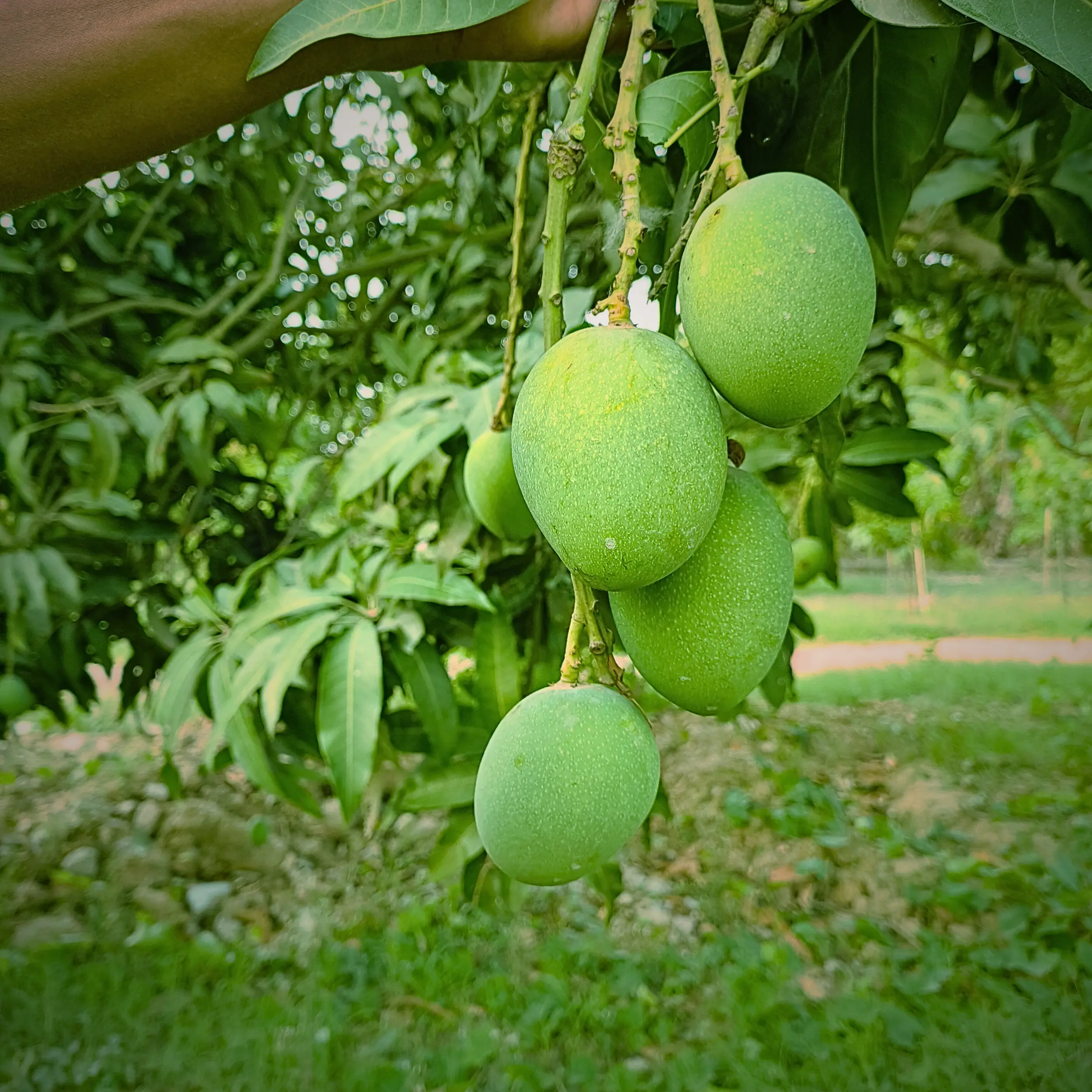 Himsagar Mango Box