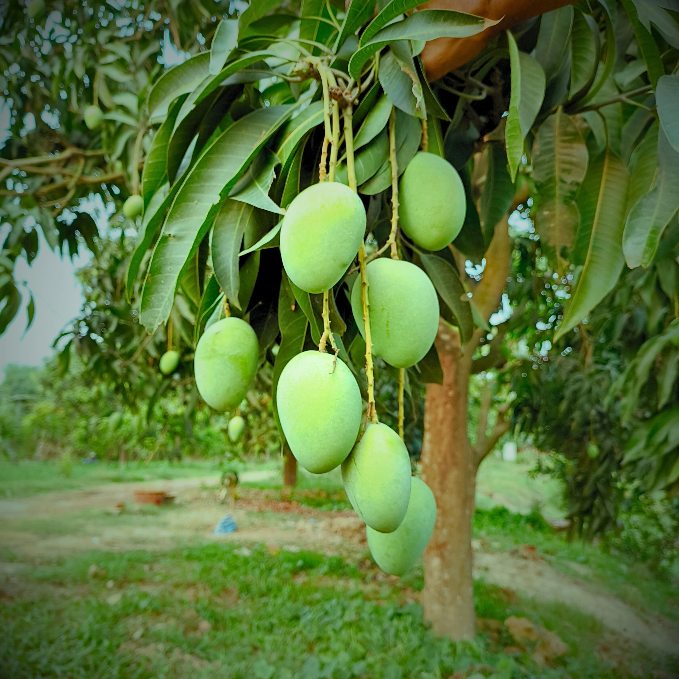 Laksmanbhog Mango product image collection in foljhuri