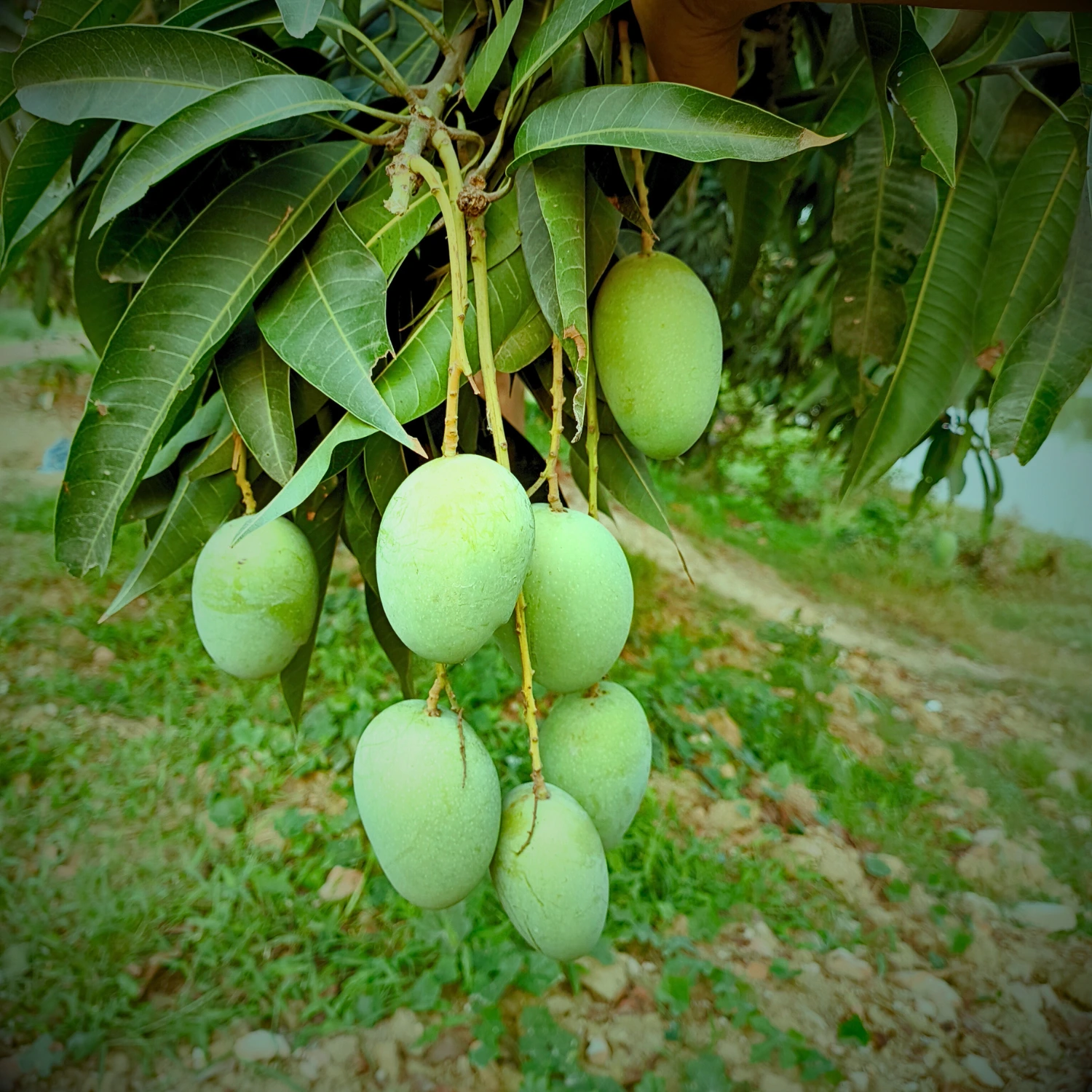 Laksmanbhog Mango product image collection in foljhuri