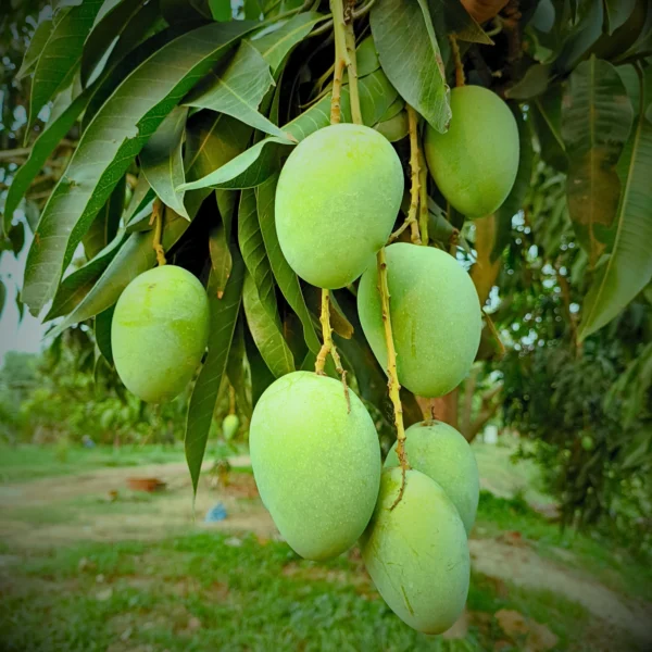 Laksmanbhog Mango product image collection in foljhuri