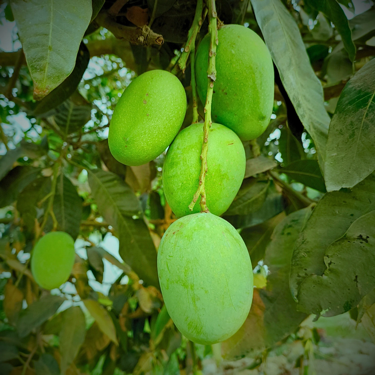 Langra Mango Image in Foljhuri.com