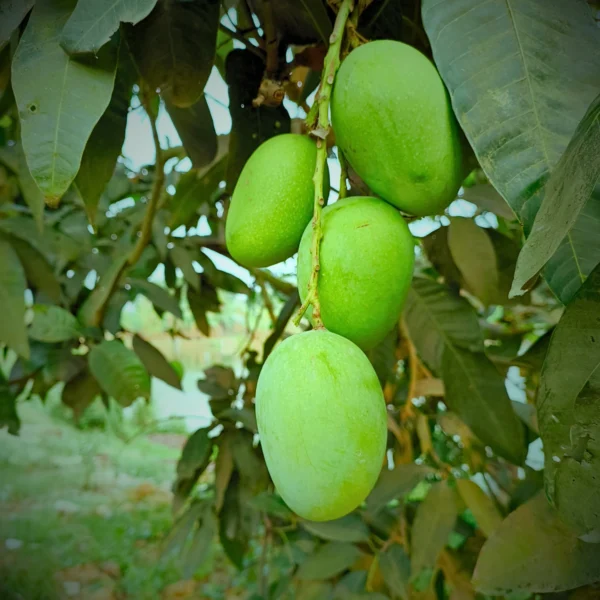 Langra Mango collection in Foljhuri.com