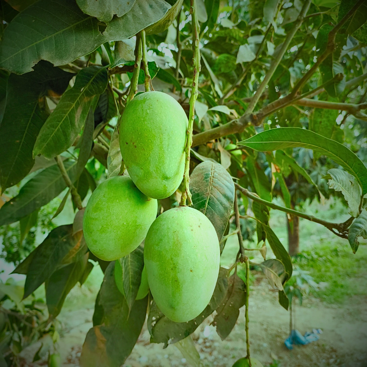 Langra Mango Image in Foljhuri.com