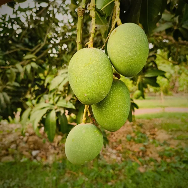 Himsagar Mango 20k