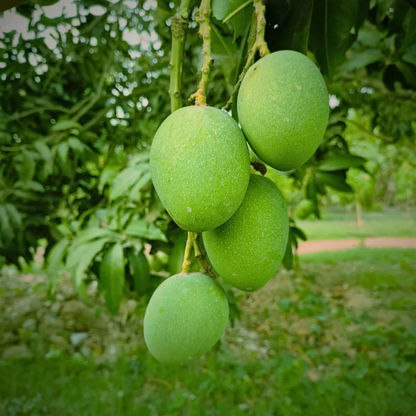 Himsagar Mango Image