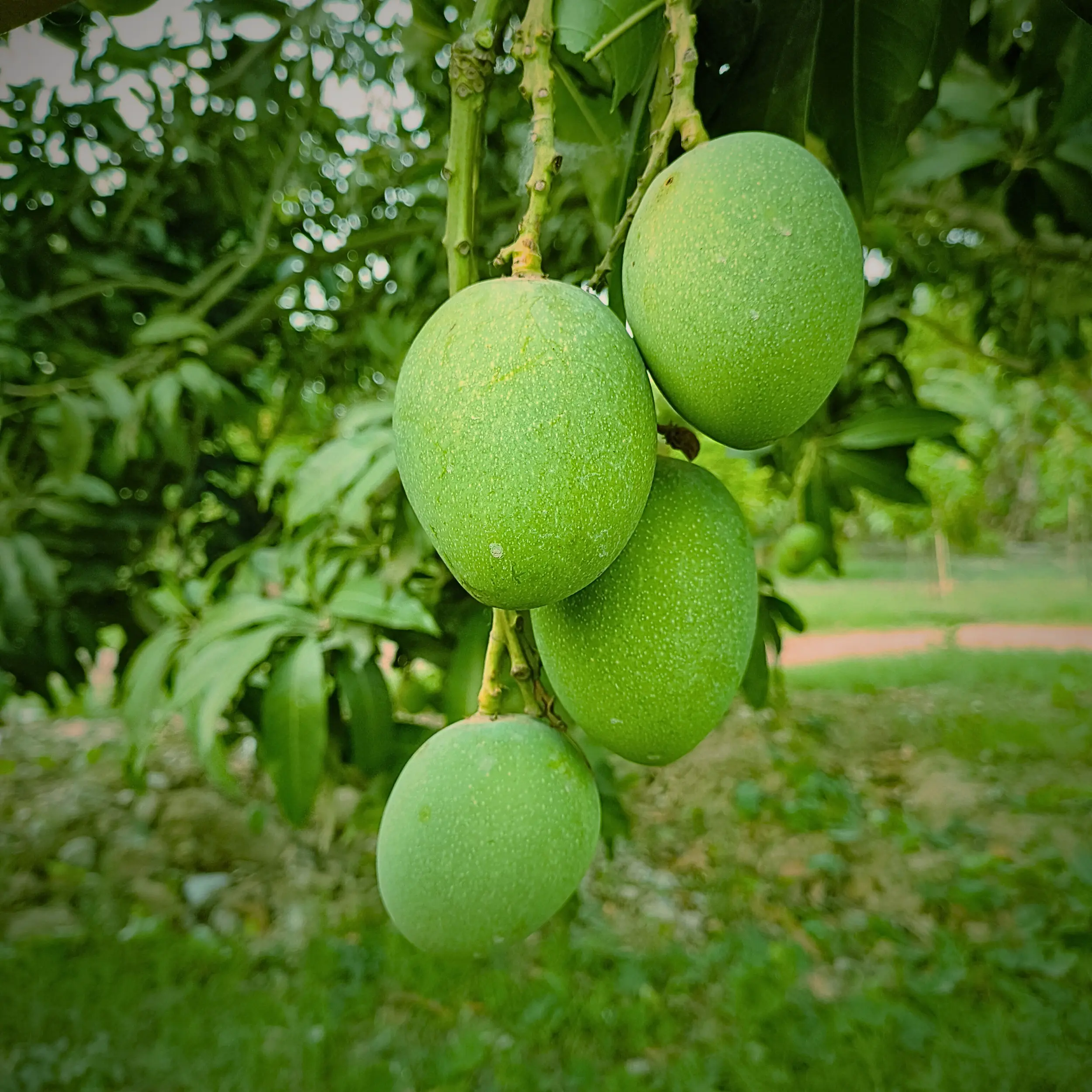 Himsagar Mango Image
